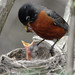 Robin Magee Photo 36