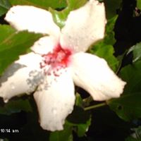 Mary Pettigrew Photo 27