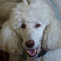 Susan Wellman Photo 30