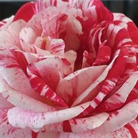 Cathy Faulkner Photo 35