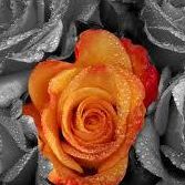 Elizabeth Swan Photo 14