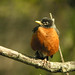 Robin Magee Photo 40
