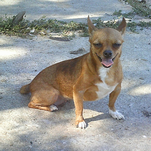 Dianne Frazier Photo 5