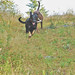Ralph Wells Photo 19