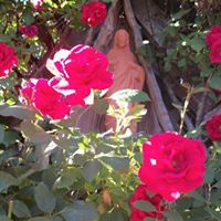 Paul Bolin Photo 25