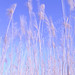 Virginia Wheat Photo 5