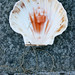 Karl Becker Photo 33