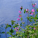 Ellen Nettles Photo 7
