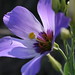 Lori Funk Photo 27