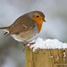 Robin Post Photo 22