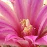 Joyce Hansen Photo 39