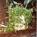 Susan Stump Photo 36