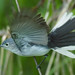 Mark Gray Photo 21