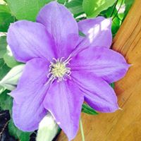 Lisa Hardesty Photo 13