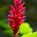 Ginger Bush Photo 12