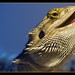 Rex Beard Photo 7