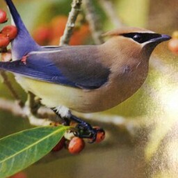 Carole Mccarthy Photo 18