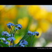 Andrea Flowers Photo 30