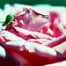 Rose Hopper Photo 20