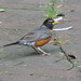 Robin Roach Photo 9