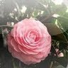 Joy Peace Photo 31