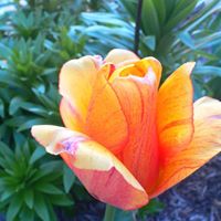 Susan Worrell Photo 8