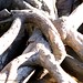 Laura Root Photo 19