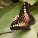 Sylvia Brown Photo 15