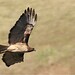 Raymond Hawks Photo 7