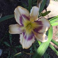 Arlene Bond Photo 19