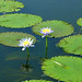 Lillie Word Photo 3