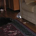 Sammy Simon Photo 6