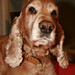 William Perro Photo 10