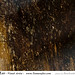 Tamara Lee Photo 15
