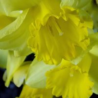 Elizabeth Hutchins Photo 37