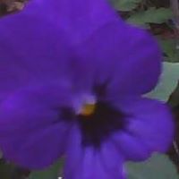 Rosalie Rose Photo 9