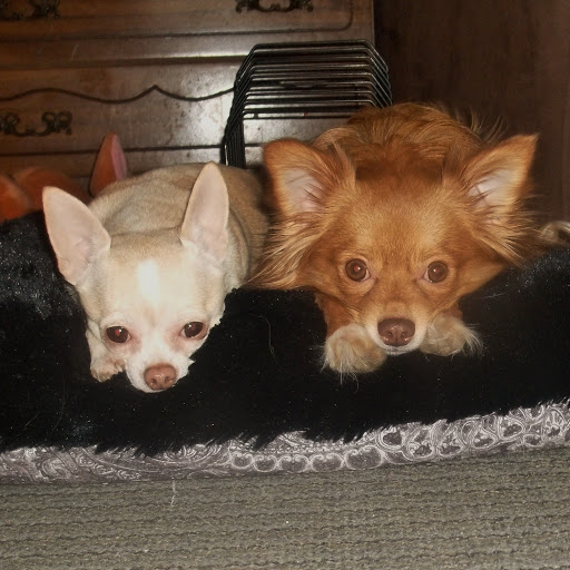 Debra Wood Photo 34