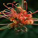 Robyn Gordon Photo 32