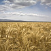 Jane Wheat Photo 13