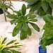 Cynthia Schmid Photo 10
