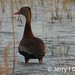 Jerry Greene Photo 13