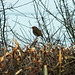 Robin Lane Photo 10