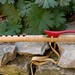 Lee Maple Photo 2