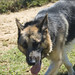 Marshall Shepherd Photo 6