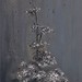 Ann Hauser Photo 36