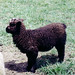 Janet Lamb Photo 10