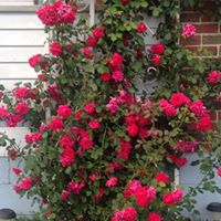 Cheryl Downing Photo 38
