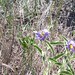 Arnett Flowers Photo 6