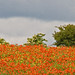 Poppy Bush Photo 8