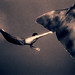 Gregory Colbert Photo 23